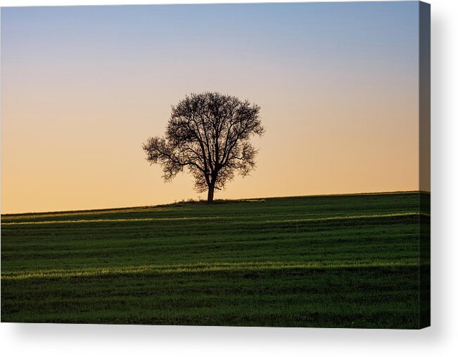 Leafless Acrylic Print featuring the photograph Silhouette of Lone Leafless Tree at Sunset by Alexios Ntounas
