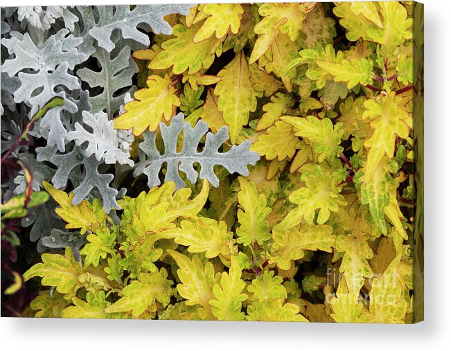 Senecio Cineraria Silver Dust Acrylic Print featuring the photograph Silver ragwort Silver Dust with Coleus Foliage by Tim Gainey