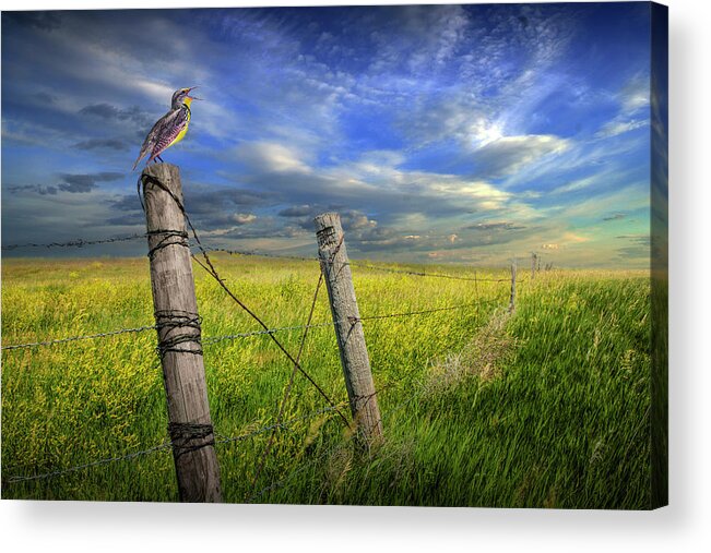 Wildlife Acrylic Print featuring the photograph Singing Meadowlark perched on a Fence Post by Randall Nyhof