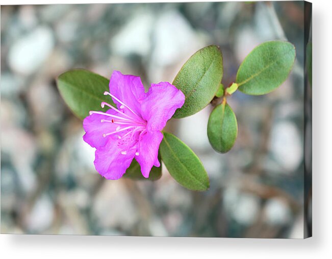 Single Bloom Flower Acrylic Print featuring the photograph Single Bloom Purple Rhododendron Blossom by Gwen Gibson