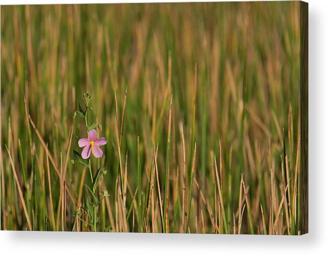 Blooming Acrylic Print featuring the photograph Single Flower Among Wetland Grasses by Charles Floyd