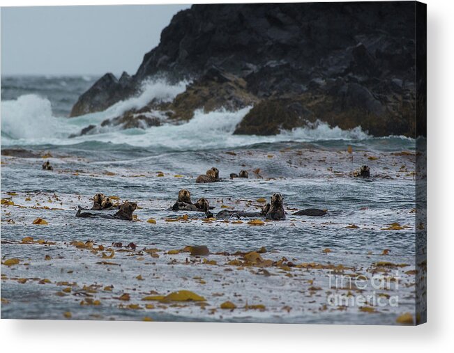 Animal Acrylic Print featuring the photograph Sitka Sea Otter Family by Nancy Gleason