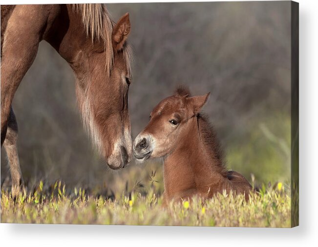 Stallion Acrylic Print featuring the photograph Sleepy Filly. by Paul Martin