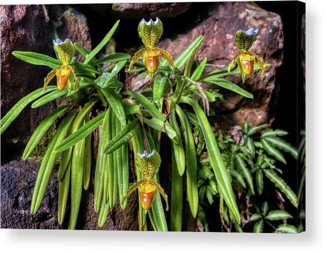 Slipper Acrylic Print featuring the photograph Slipper Orchids by Micah Offman