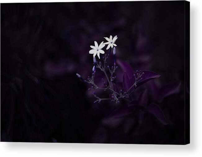 Nature Art Acrylic Print featuring the photograph Purple French Lilac by Gian Smith
