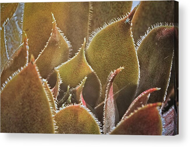 Flowers Acrylic Print featuring the photograph Small Details 5 by Robert Fawcett