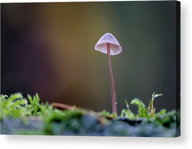 Fungi Acrylic Print featuring the photograph Small Mycena mushroom growing on a log by Kevin Oke