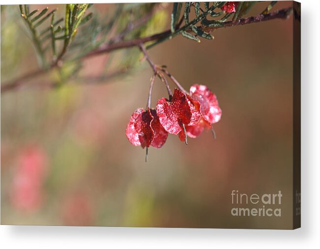 Pod Acrylic Print featuring the photograph Small Red Pod/Flower by Joy Watson