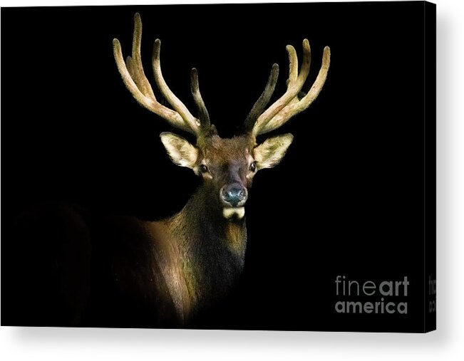 Smoky Mountains Acrylic Print featuring the photograph Smoky Mountains Elk Portrait by Theresa D Williams