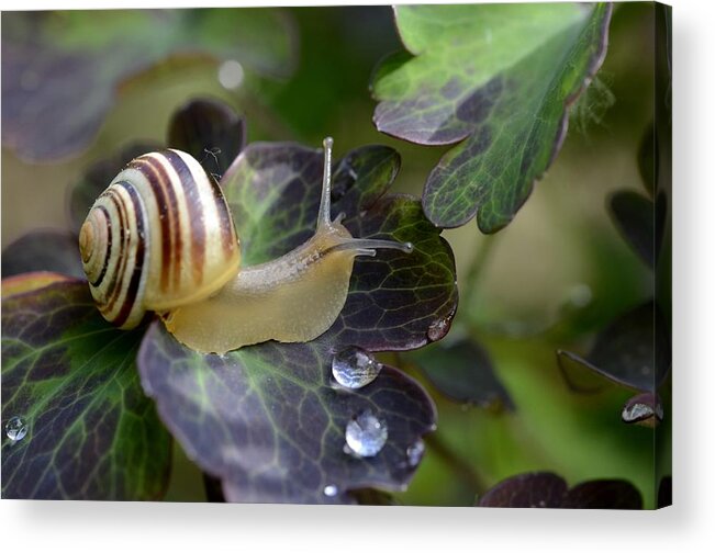 Animals In The Wild Acrylic Print featuring the photograph Snail by Avatarmin