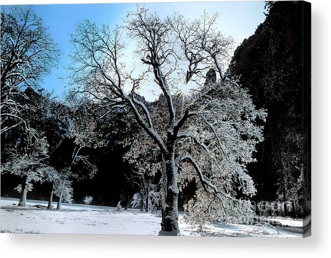 Dave Welling Acrylic Print featuring the photograph Snow Covered Black Oaks Quercus Kelloggii Yosemite by Dave Welling