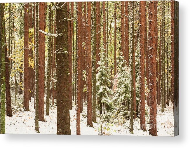 Autumn Acrylic Print featuring the photograph Michigan Snow-covered Pines in Autumn FC10437 by Mark Graf