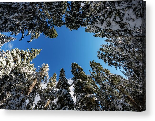 Tree Acrylic Print featuring the photograph Snow Covered Trees 6 by Pelo Blanco Photo