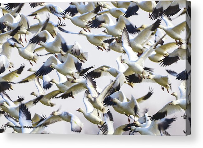 Snow Acrylic Print featuring the photograph Snow geese galore by Tahmina Watson