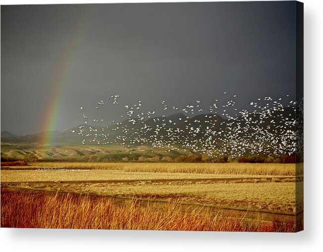 Copyright Elixir Images Acrylic Print featuring the photograph Snow Geese Rainbow by Santa Fe