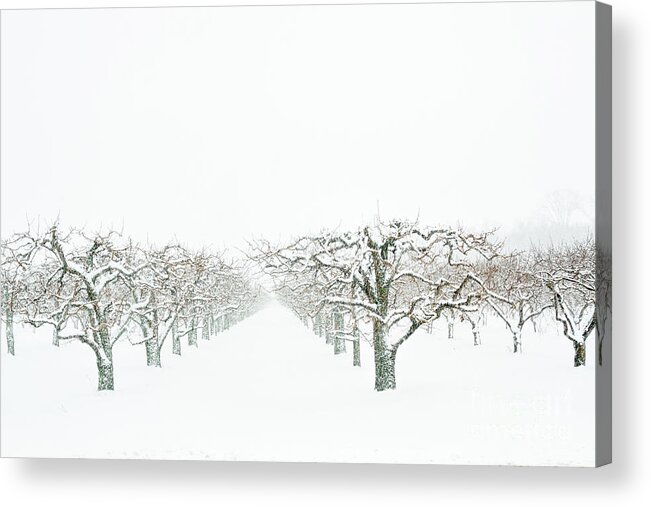 Charles Daley Pari Acrylic Print featuring the photograph Snow Orchard by Marilyn Cornwell