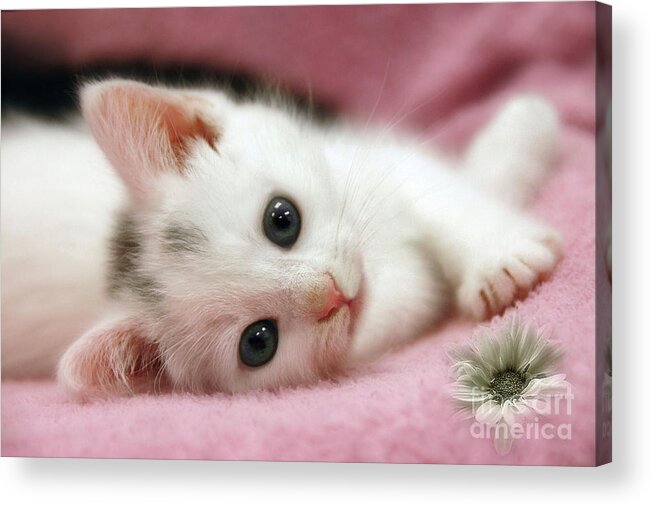 Cat Acrylic Print featuring the photograph Snow White by Elaine Manley