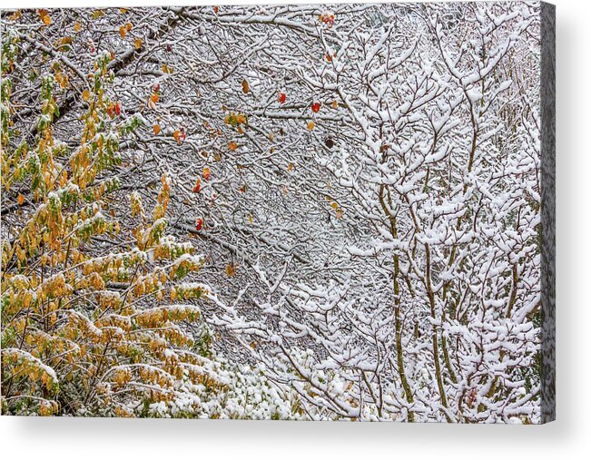 Color Acrylic Print featuring the photograph Snow with Color by Randy Bayne