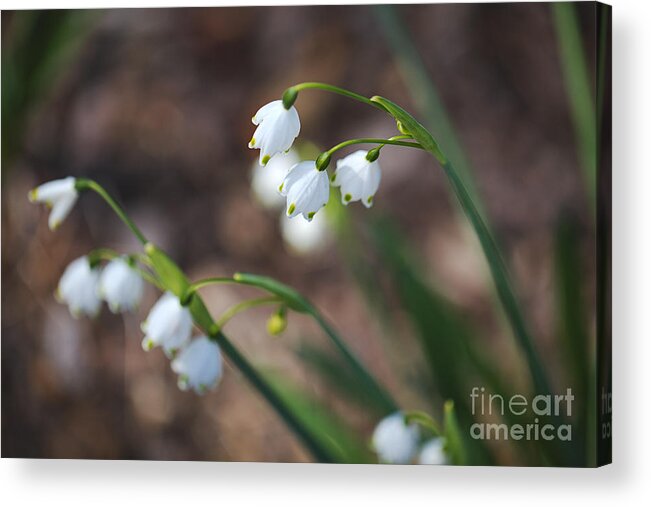 Snowdrop Flowers Acrylic Print featuring the photograph Snowdrops Flower Groups by Joy Watson