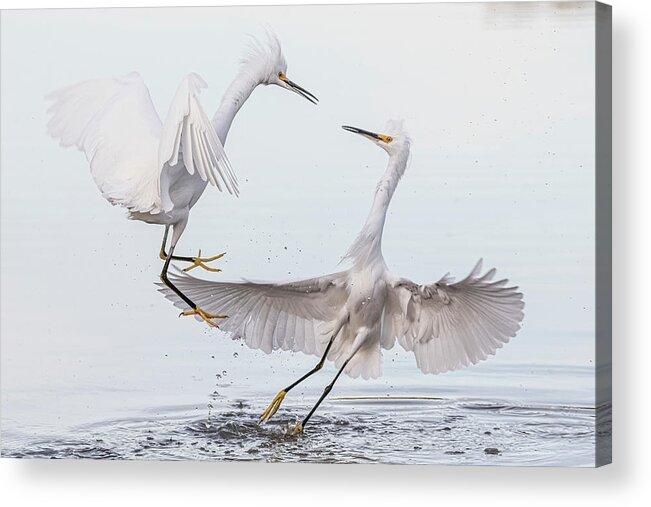 Snowy Egrets Acrylic Print featuring the photograph Snowy Egret Face-off 3877-112221-2 by Tam Ryan