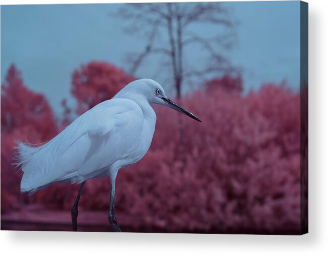 Bird Acrylic Print featuring the photograph Snowy Egret in Infrared by Carolyn Hutchins