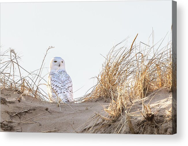 Snowy Acrylic Print featuring the photograph Snowy Owl in the Dunes by Denise Kopko
