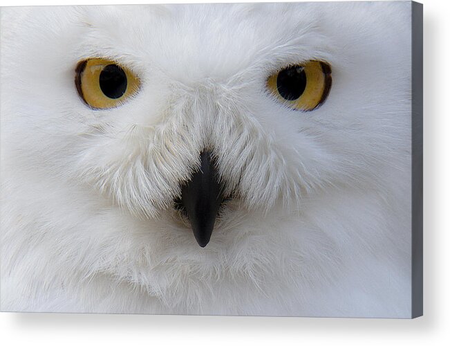 Animal Themes Acrylic Print featuring the photograph Snowy Owl by Sam Kirk