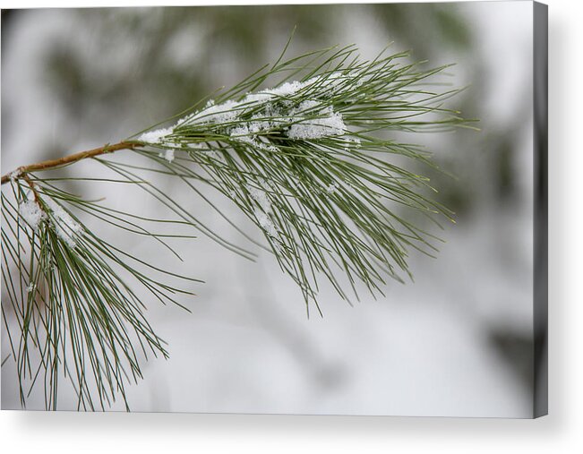 Pine Acrylic Print featuring the photograph Snowy Pine by Denise Kopko