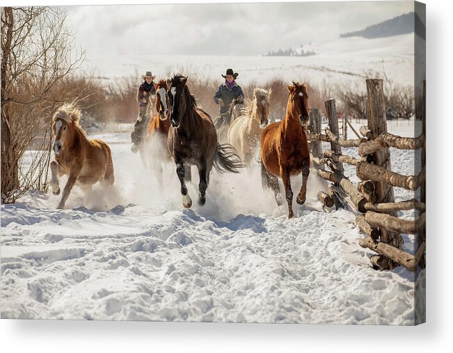 Horses Acrylic Print featuring the photograph Snowy Ranch Horse Run by Dawn Key