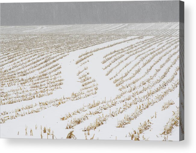 Corn Acrylic Print featuring the photograph Snowy Swerve - Corn cart trails in stubble painted white with snow by Peter Herman