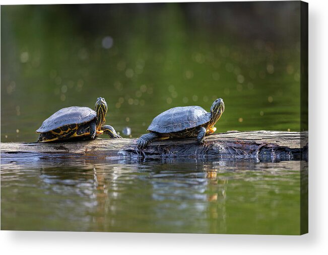 Turtles Acrylic Print featuring the photograph Soaking Up The Sun by Bill Cubitt