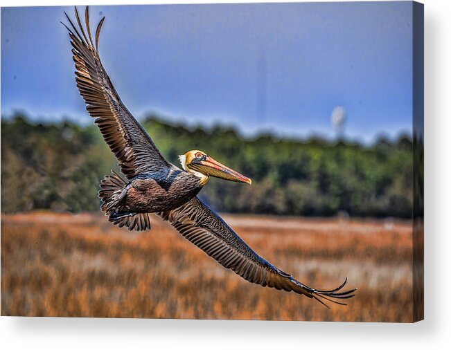Pelican Acrylic Print featuring the photograph Soaring Pelican by Joe Granita