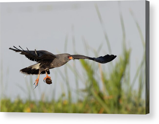 Snail Kite Acrylic Print featuring the photograph Soaring Victorious by RD Allen