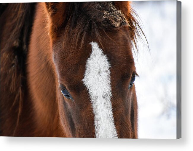 Winter Acrylic Print featuring the photograph Soft Beauty by Listen To Your Horse