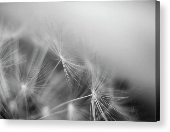Black&white Acrylic Print featuring the photograph Soft flower by MPhotographer