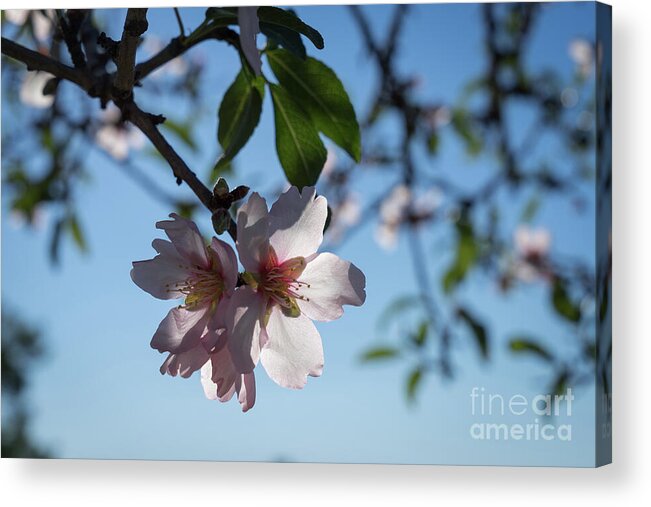 Almond Blossom Acrylic Print featuring the photograph Soft pink petals and almond blossom in Spain by Adriana Mueller