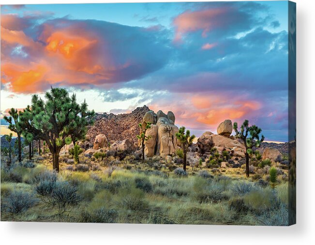 Desert Plants Acrylic Print featuring the photograph Soft Sunset at Joshua Tree by Peter Tellone