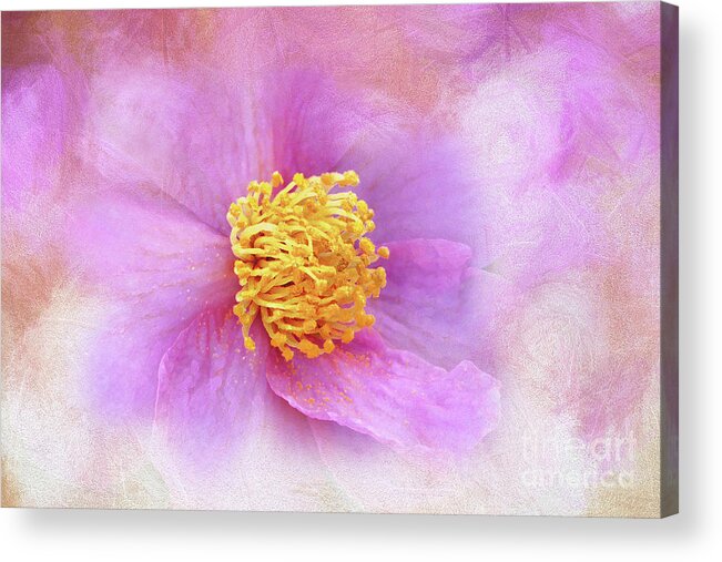 Pink Acrylic Print featuring the digital art Softly Pink Camellia by Amy Dundon