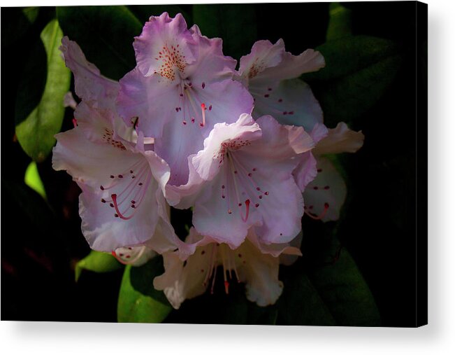 Olympia Acrylic Print featuring the photograph Softly Pink by Doug Scrima