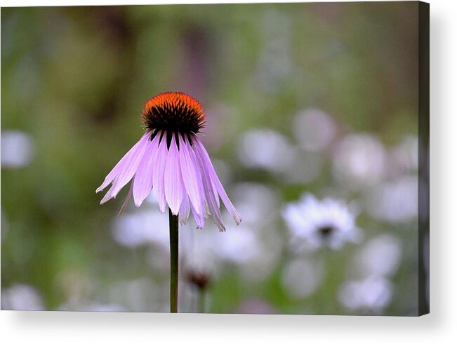 Echinacea Purpurea Acrylic Print featuring the photograph Solitary Coneflower by Lynn Hunt