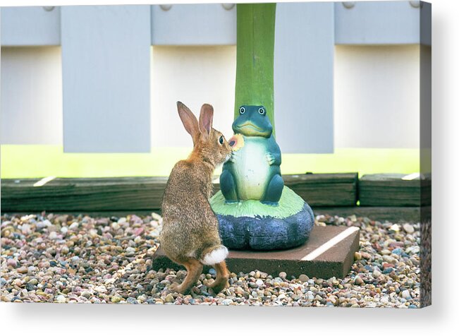 Backyard Acrylic Print featuring the photograph Some Bunny Loves Flowers by Debra Martz
