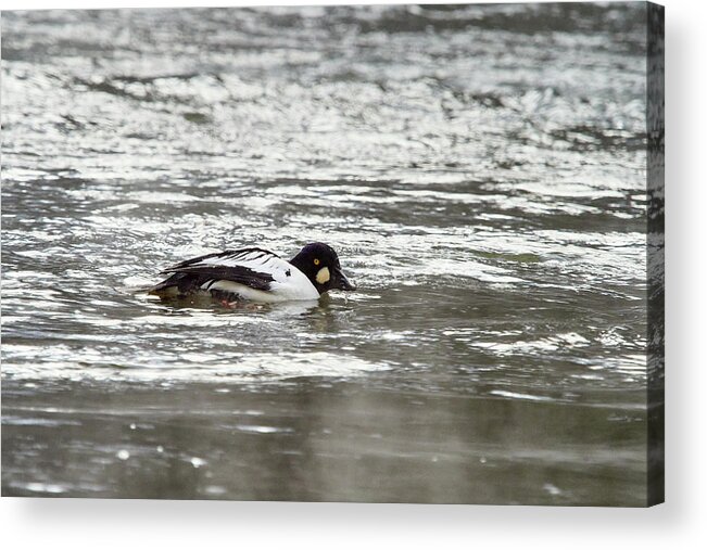Finland Acrylic Print featuring the photograph Somehow I get negaative vibes. Common goldeneye by Jouko Lehto
