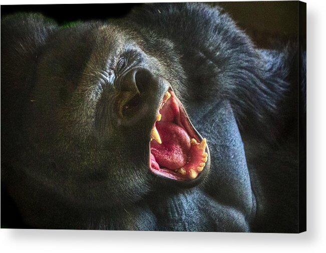 Gorilla Acrylic Print featuring the photograph Something I said? by Jim Signorelli