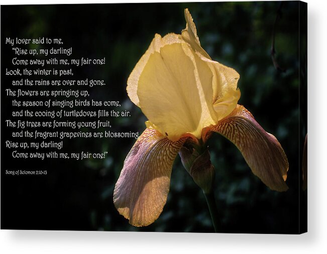 Scripture; Song Of Solomon; Iris; Yellow; Scripture Picture; Song Of Solomon 2:10-13; Flower; Bloom; Blossom; Lover; Spring Acrylic Print featuring the photograph Song of Solomon Chapter 2 by George Taylor