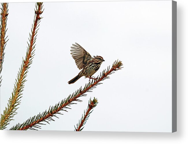 Sparrow Acrylic Print featuring the photograph Song Sparrow On Take Off by Debbie Oppermann