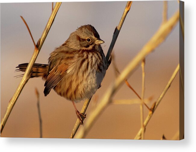 Song Sparrow Acrylic Print featuring the photograph Song Sparrow Portrait by Cascade Colors