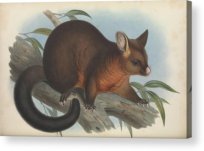 Australia Acrylic Print featuring the drawing Sooty Opossum by John Gould