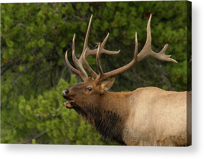 Elk Acrylic Print featuring the photograph Sounding off by Ronnie And Frances Howard