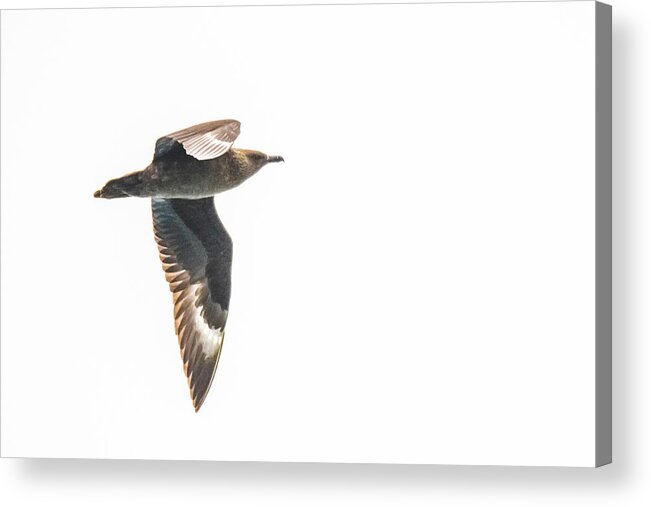 03feb20 Acrylic Print featuring the photograph South Polar Skua In Flight by Jeff at JSJ Photography