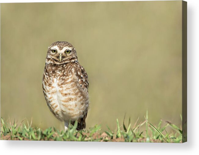Amazon Acrylic Print featuring the photograph Southern Burrowing Owl by Linda Villers
